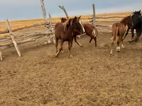 فرس, Horse breed — الصورة 3