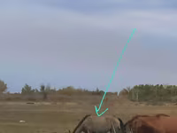Mare, Priob horse — photo 1
