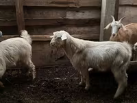 Ziegenbock, Ziegen — Foto 1