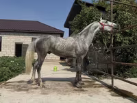 Caballo, Orlov Trotter — foto 3