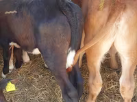 牛只（批次，未指定性别）, Simmental cattle — 照片 3