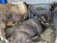公牛, Swiss cattle — 照片 5