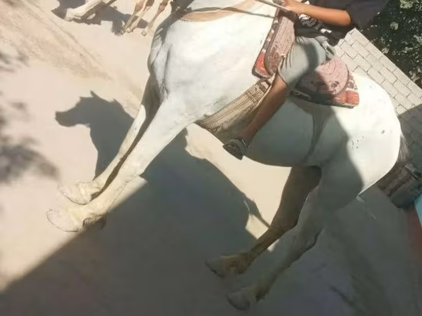 Mare, Horses
