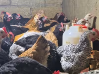 Chickens — photo 2