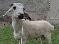 Ram, Blackheaded Persian sheep — photo 1