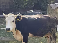 Kuh, Russian Black pied cattle — Foto 2