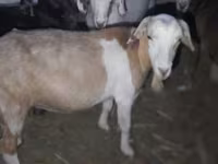 Billy Goat, Goats — photo 2