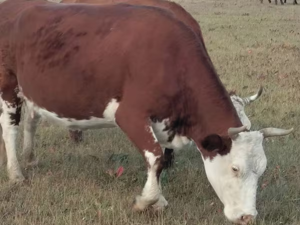 Kuh, Hereford