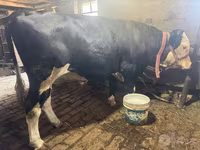 Kuh, Simmental cattle — Foto 3