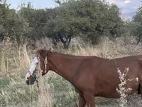 घोड़ा, Tiger horse — फ़ोटो 8