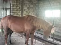 Horse (M), Kustanai horse — photo 3