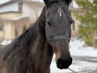 فرس, Akhal-Teke — الصورة 5