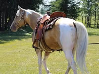Horse (M), American paint horse — photo 2