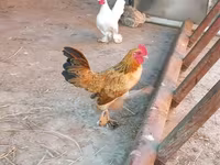 Japanese Bantam — photo 7