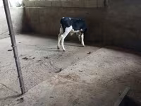 ثور, Russian Black pied cattle — الصورة 1