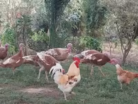 بوربون الأحمر — الصورة 3