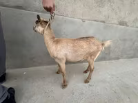 बकरी, Alpine goat — फ़ोटो 7