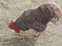 प्लायमाउथ रॉक — फ़ोटो 2