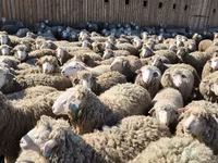 Sheep (batch, sex not specified), Sheep — photo 5