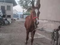 حصان, Russian Don — الصورة 2