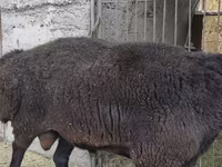 كبش, Hissar sheep — الصورة 7