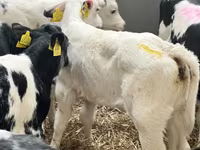 Cattle (batch, sex not specified), Cattle — photo 6
