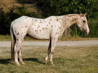 Horse (M), Appaloosa — photo 3