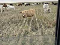 Toro, Swiss cattle — foto 3