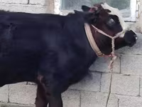 Toro, Simmental cattle — foto 8