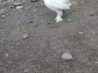 Japanese Bantam — photo 4
