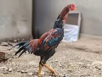 जापानीज़ बैंटम — फ़ोटो 3