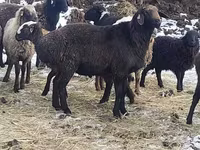 Widder, Hissar sheep — Foto 3