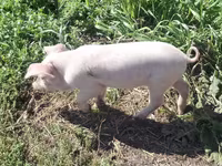 Schweine (Partie, Geschlecht nicht angegeben), Ландрас — Foto 8