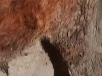 ثور, الماشية — الصورة 2