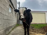 Bulle, Simmental cattle — Foto 7
