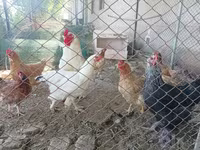 براهما — الصورة 7