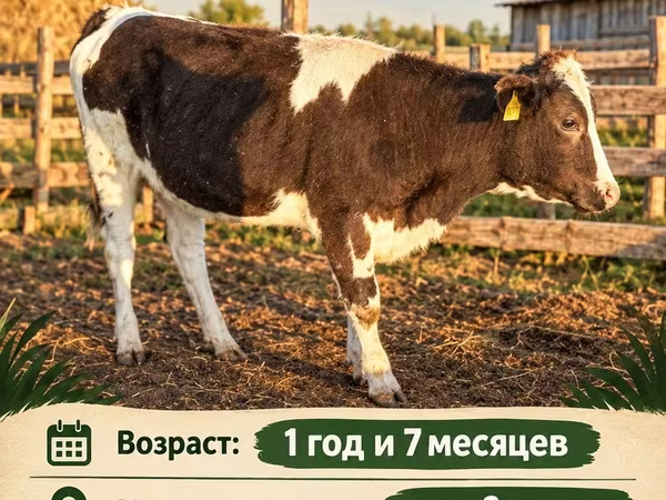 بقرة, Simmental cattle