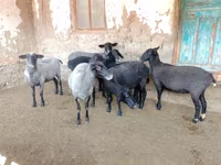 Schaf, Romanov sheep — Foto 6
