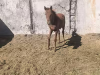 Hengst, Thoroughbred horse — Foto 3