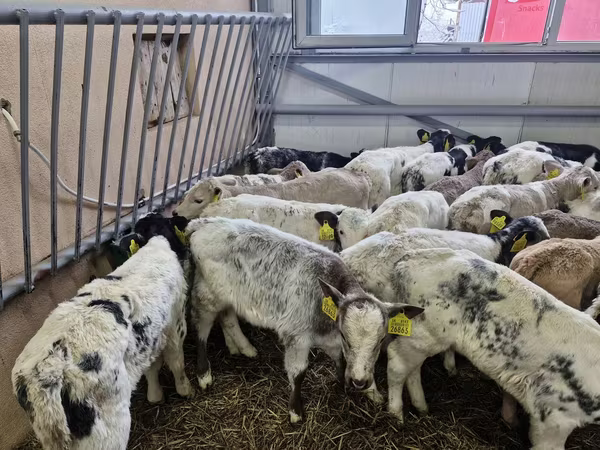 Ram, Sheep
