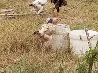 Chickens — Foto 6