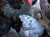 Australorp — photo 3
