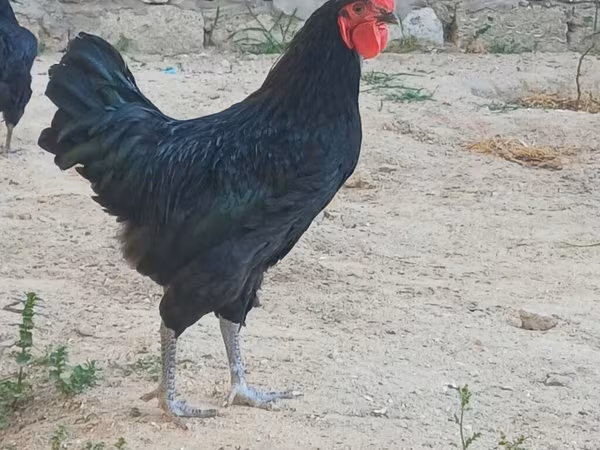 أستراليان بيت غيم فاول