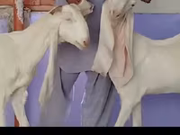 Коза, Гулаби коза — фото 2