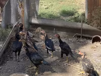 Chickens — الصورة 2