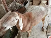 Ram, Arashan sheep — photo 3