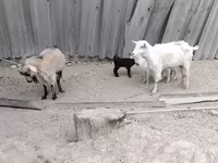 Cabra, Cabras — foto 3