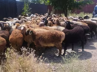 Carnero, Ovejas — foto 4