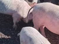 Pigs (batch, sex not specified), Pigs — photo 1
