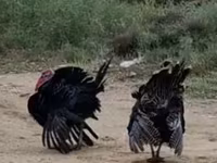 Turkeys — الصورة 4